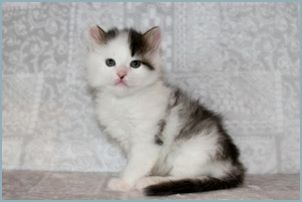 Male Siberian Kitten from Deedlebug Siberians